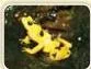 Guess how many such frogs can sit on your little finger!