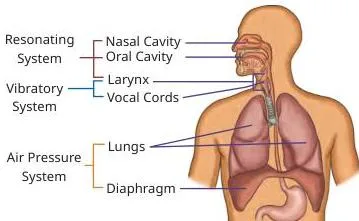 Diagram of the human vocal system from the Class 9 Madhurima chapter The Science of Music, showing the route of sound from lungs and diaphragm up through the larynx and throat to the mouth and nasal cavities