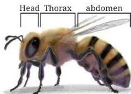 Abdomen: $7 \frac{5}{10}$ units