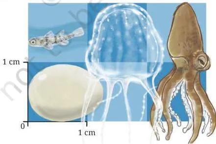 Here, we have some more interesting facts about small things in nature!
