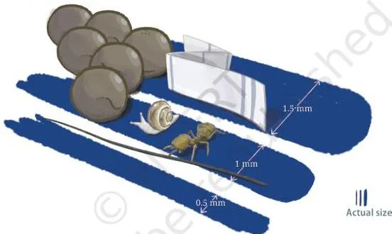 Everyday small objects drawn beside a millimetre scale with their sizes labelled, including a human hair about 0.1 mm thick