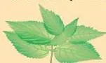 Nettle is a herbaceous plant which grows in the wild.