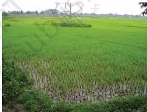 (a): Rice Cultivation