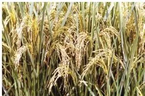 (b): Rice is ready to be harvested in the field