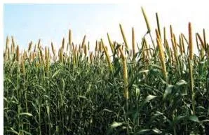 Bajra Cultivation