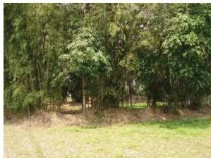 Bamboo plantation in North-east