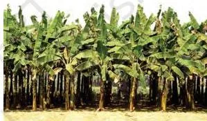 Banana plantation in Southern part of India