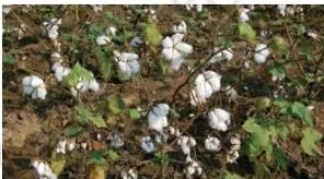 Cotton plants with bolls in a field in the drier parts of the Deccan plateau, needing 210 frost-free days