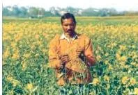 Groundnut, sunflower and mustard are ready to be harvested in the field