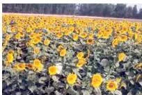 Groundnut, sunflower and mustard are ready to be harvested in the field