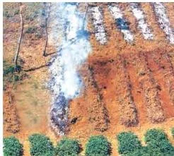 In India, this primitive form of cultivation is called 'Bewar' or 'Dahiya' in Madhya Pradesh, 'Podu' or 'Penda' in Andhra Pradesh, 'Pama Dabi' or 'Koman' or 'Bringa' in Odisha, 'Kumari' in Western…