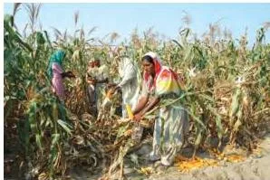 Maize Cultivation