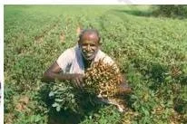 Sugarcane Cultivation