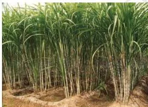 Sugarcane Cultivation