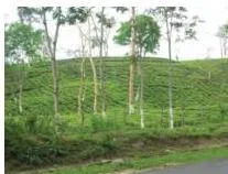 Tea Cultivation