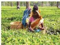 Tea-leaves Harvesting