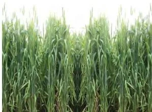 Wheat Cultivation