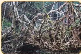 Strong secondary roots of the Indian rubber tree growing above the ground in Meghalaya, trained by local people into a living bridge