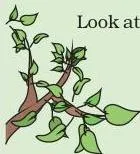 A factor tree diagram splitting 24 into branches that end when no smaller factor pair is left