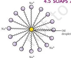 Soap molecules gathered into a micelle around an oil droplet with ionic heads facing the surrounding water