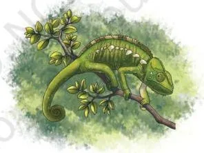 A chameleon on a branch, its colour change a reversible change that can return to the earlier colour