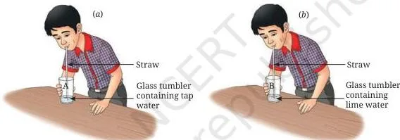 Two tumblers with straws for blowing exhaled air, one filled with tap water and one with lime water