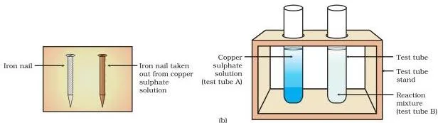 (b) Iron nails and copper sulphate solutions compared before and after the experiment