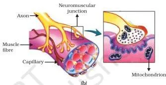 Diagram of a neuromuscular junction where the axon of a neuron meets a muscle fibre and passes the signal through a synapse