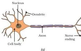 Diagram of a neuron showing the dendrites, cell body and axon, with the impulse travelling from dendrite to axon end