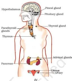 Diagram of endocrine glands in a female human body showing the pituitary, thyroid, adrenal glands, pancreas, ovaries and other glands