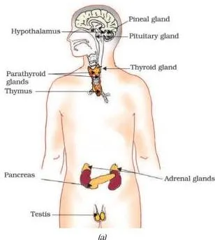 Diagram of endocrine glands in a male human body showing the pituitary, thyroid, adrenal glands, pancreas, testes and other glands