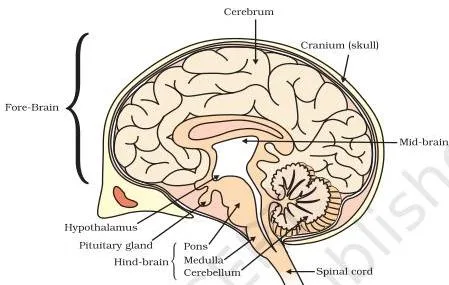 Labelled diagram of the human brain showing the fore-brain, mid-brain and hind-brain regions and their positions