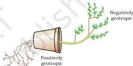 Diagram of a plant showing roots growing downward towards gravity and shoots growing upward away from it