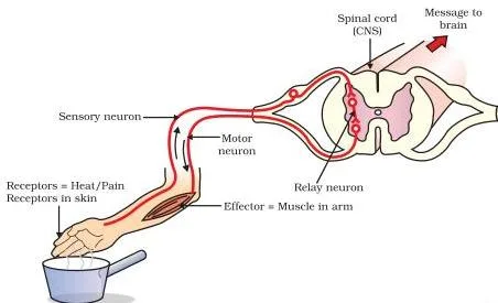 Diagram of a reflex arc showing the sensory neuron carrying a signal into the spinal cord and the motor neuron carrying a response out to a muscle