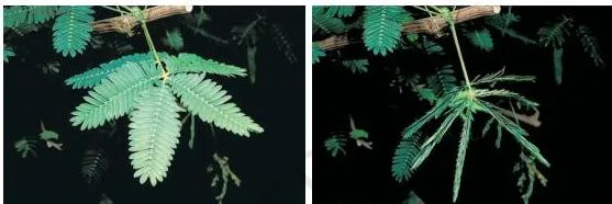 The sensitive plant showing its leaves folded and drooping in response to touch, with no growth involved