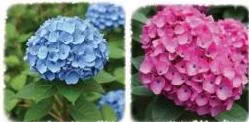 Hydrangea is a plant that grows in cooler climates in the Himalayan region and the North-eastern states.