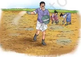 A person adding lime to a field to neutralise acidic soil and help plants grow well