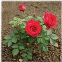 Red roses
