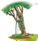 Some other substances, both natural and synthetic, can also be used as indicators.
