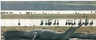 Dhruvian Iban complex of the last 10 years drastic decline in a