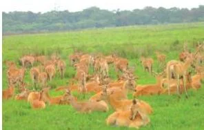 Rhino and deer in Kaziranga National Park