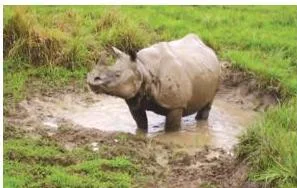 Rhino and deer in Kaziranga National Park