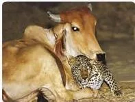 The leopard is a _ animal but it became a friend of a cow.