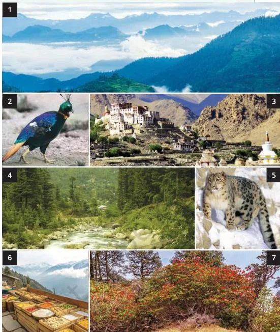 1. Great Himalayan National Park Conservation Area. 2. Himalayan monal (male). 3. A monastery in Ladakh. 4. The Beas river in Himachal Pradesh. 5. Snow Leopard 6. A display of produce in a local market in the Himalayas. 7. Rhododendron—a type of sherbet is made out of this flower.