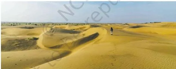 A traveller walking among tall golden sand dunes of the Thar Desert, showing wind-shaped dunes
