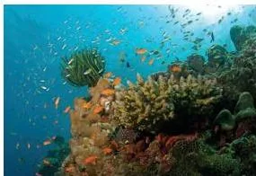 Coral reef in the Lakshadweep Islands, showing islands built by living coral organisms in warm shallow seas