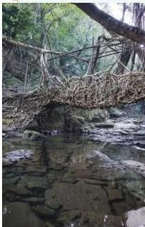 Living root bridge in the Northeast of India, made by weaving tree roots over many years