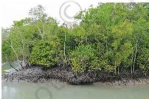 Mangrove trees growing in the Sundarbans delta of West Bengal, where river, sea and land meet