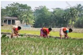 Rural women working in a paddy field in West Bengal