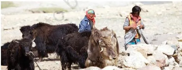 Yaks are very important for the lives of people in the Himalayas. They are reared for their milk, meat, wool and dung, and are also used for transport.